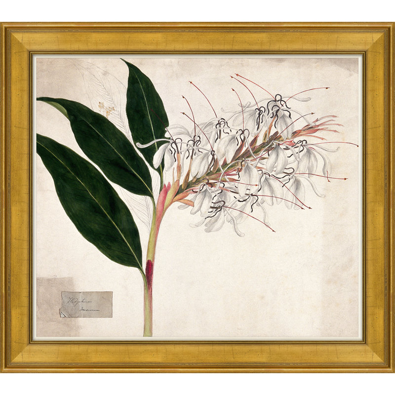 Lilies par Paul Cezanne - Cadre photo, impression sur papier