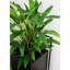 Faux calathea botanique au fini vert-1369256152