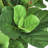 Artificial Fiddle Leaf Fig Tree in Pot