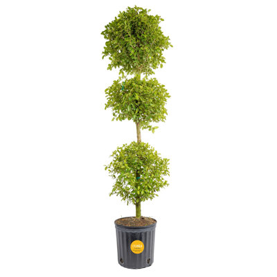Topiary in Nursery Pot