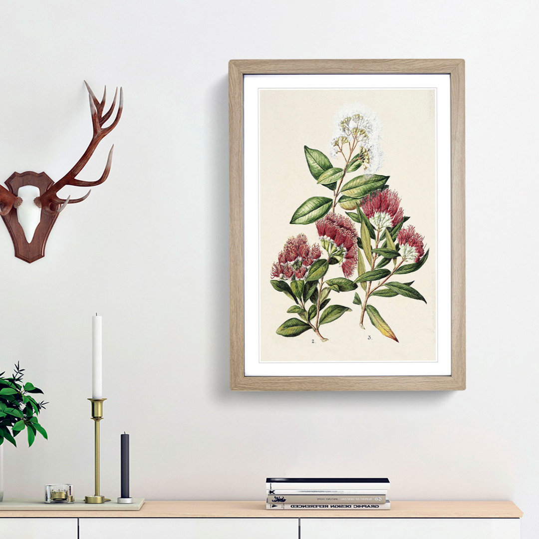 Rata Flowers by Sarah Featon - Framed Print
