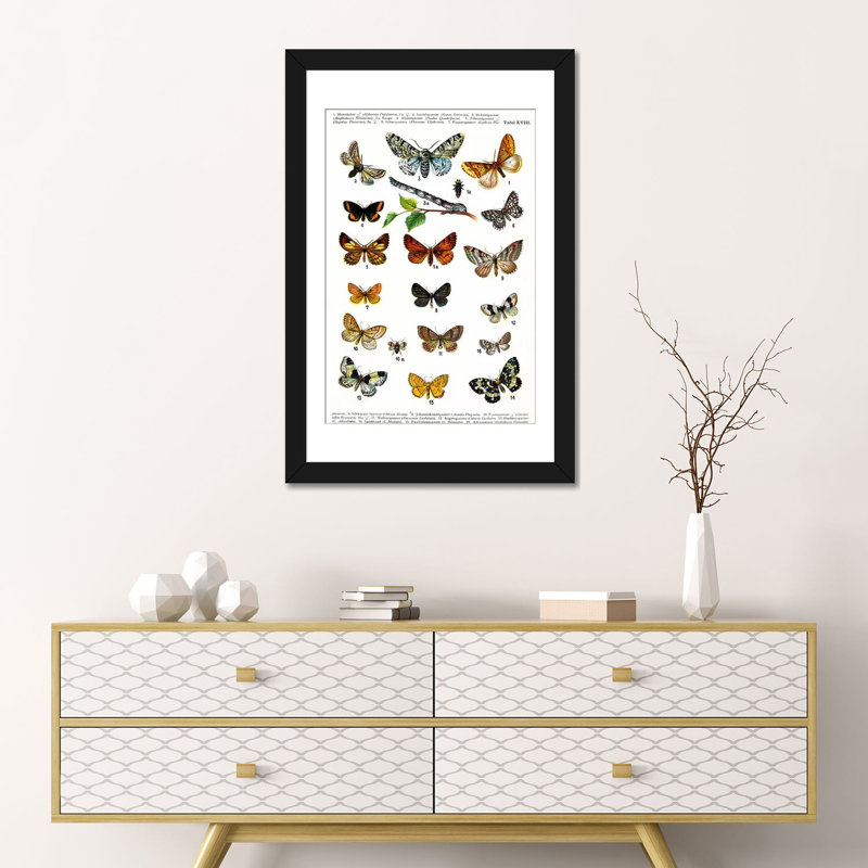 « animal european papillons », impression sur toile, H 32 po x l 24 po x P 1 po, Black Framed Paper, Blanc