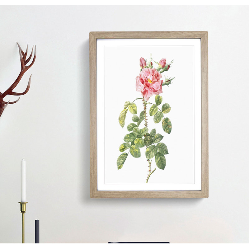 Four-Seasons Roses in Pink by Pierre-Joseph Redoute - Framed Print, 36cm H x 27cm W x 2cm D, Oak Framed