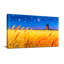 Paysage et nature Champ de blé doré Ciel nocturne Étoile lune-1985933039