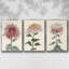 Antique Turpin Botanical VII - Ensemble de 3 reproductions de photos sur toile-97759591-97759595
