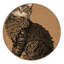  Tapis lavable LaPerm Cats-505411312