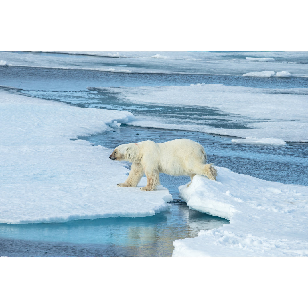 Eisbär läuft auf einer Eisscholle, die von Wasser umgeben ist