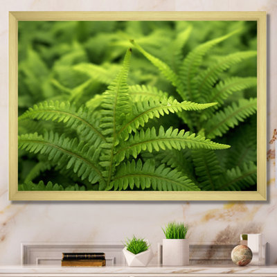 «Green Fern Scenery II», reproduction sur toile