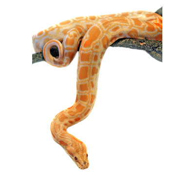 A Python Hanging on a Tree on a White Background by Mashabuba