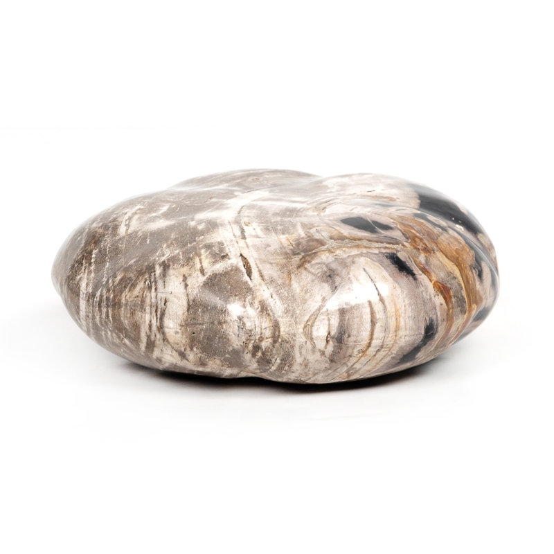 Petrified Wood Organic Sculpture, Ivory/Black