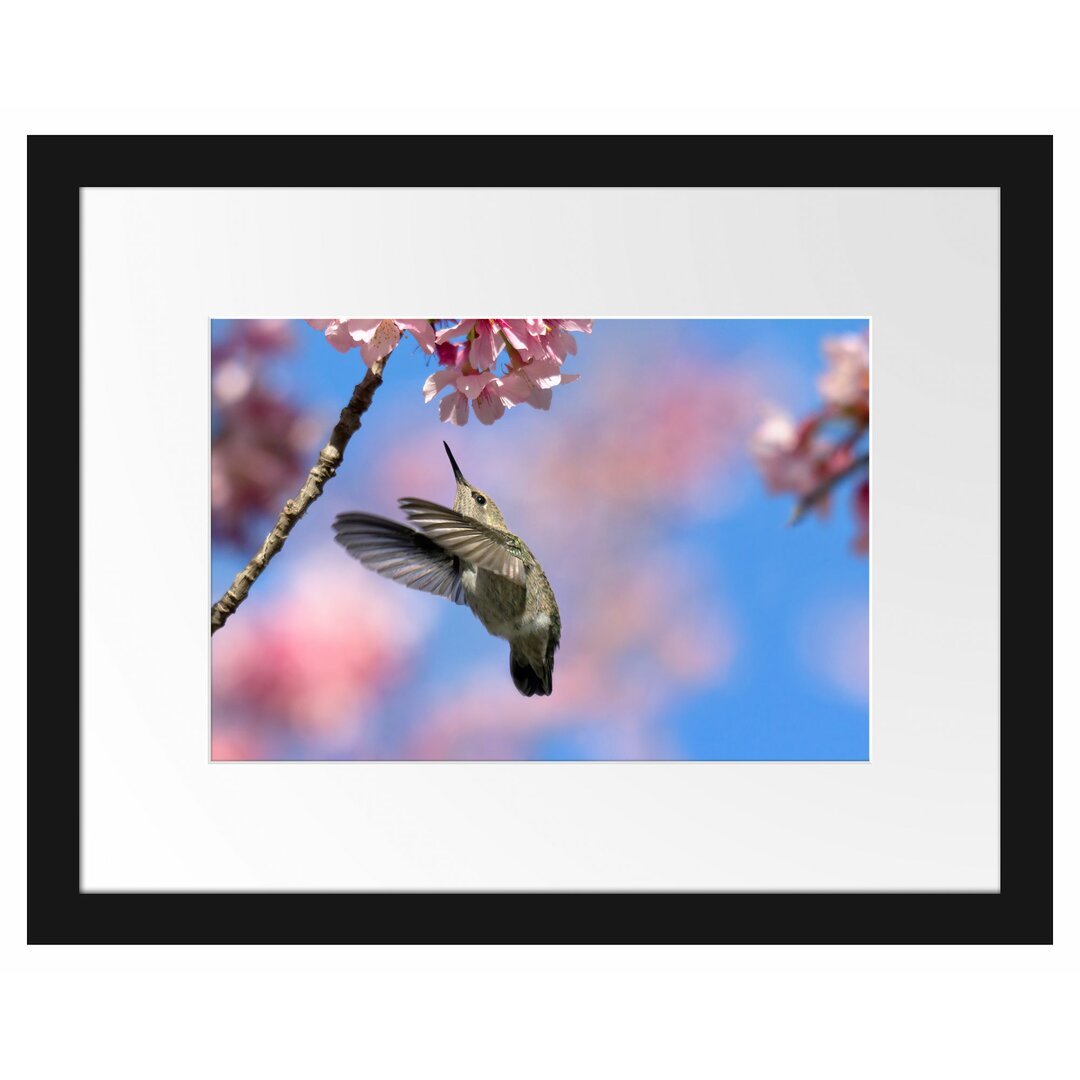 Gerahmtes Poster Kolibri an Kirschblüte