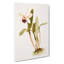 Magnolia Flowers Illustration Tab. 67 by Frederick Sander - Wrapped Canvas-55309249