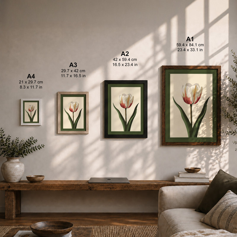 Single Tulip Study Botanical - Framed Print, Black, A3 - 42.0 x 29.7 cm