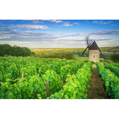 Burgundy Vineyard by Tichr - Wrapped Canvas Print
