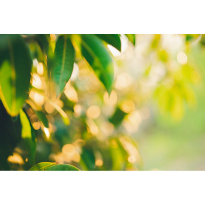 Blurry Green Nature Background - Wrapped Canvas Print