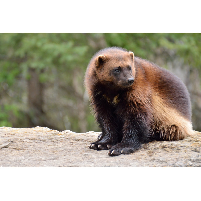 Wolverine par Photos_Martymage - Photographie sur toile tendue, L 12 po x H 8 po