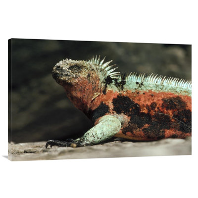 " Marine Iguana Male In Breeding Color, Galapagos Islands, Ecuador "