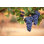 Wilker Red Wine Grapes par Andrewhagen - photographie sur toile tendue