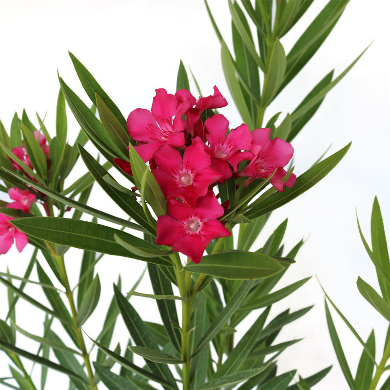 Calypso Pink Oleander Flowering Shrub in Black Pot