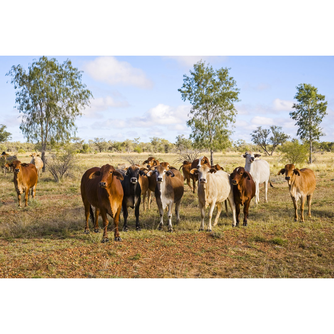Claymont Cattle In Outback, Queensland - Wrapped Canvas Print