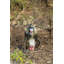 Mandrill assis