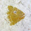 Snapper Yellow By John Beard - Gallery Wrapped Canvas Print Print by John Beard-1099101857-1117948829