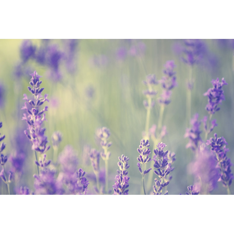 Lavender by Rike_ - No Frame Art Prints on Canvas, 81cm H x 122cm W