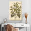 Olive Branch II-1244890589