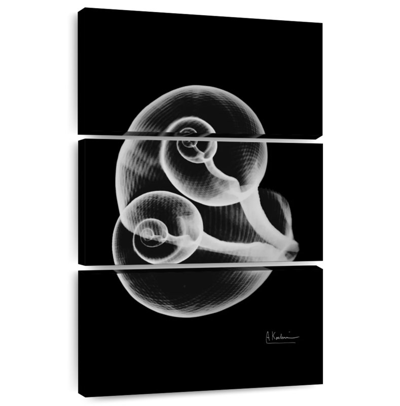 Aletra Conjoined Shells, 38" H x 24" W