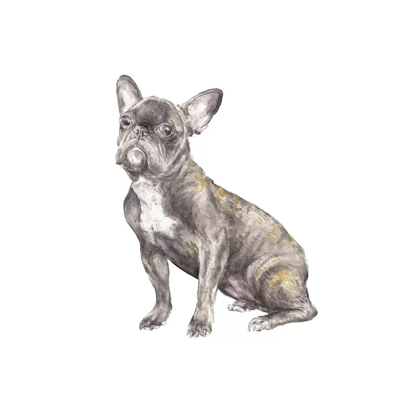 Brindled French Bulldog 1 Piece Wrapped Canvas Painting, 66.04 cm H x 66.04 cm W x 1.91 cm D