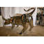 Modern Variation of Wall Street Bull Stainless Steel Statue 80" x 49" x 49"H
