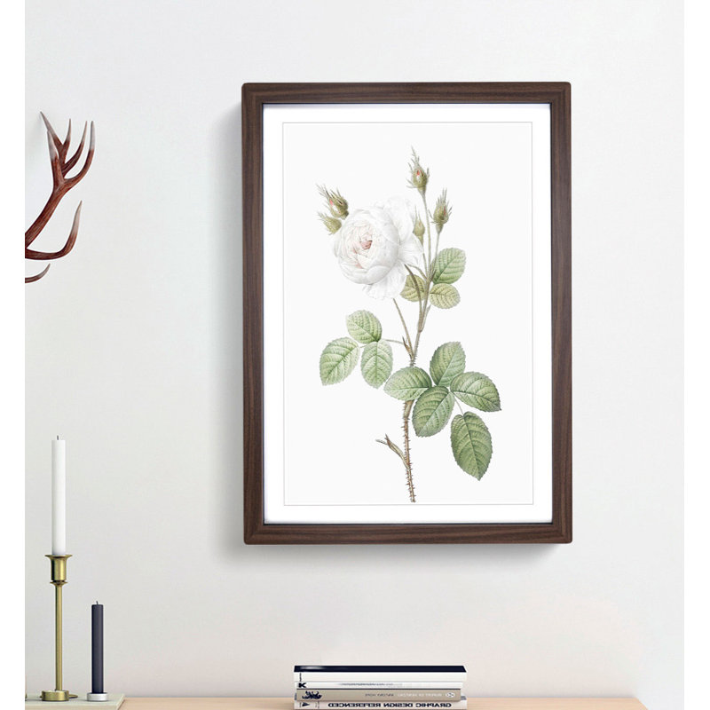 White Moss Rose by Pierre-Joseph Redoute - Framed Print, 48cm H x 36cm W x 2cm D, Walnut Framed