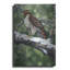 «Red Tailed Hawk» par William Vanderdasson