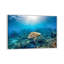 Reef Glider par Jordan Robins - reproduction d'art-56050054-56050464-56052652