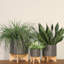 PLATEAU 8 "AVEC SUPPORT EN BOIS, GRIS MAT