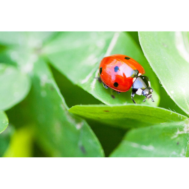 Ladybug - Wrapped Canvas Print, 30cm H x 46cm W x 3.8cm D