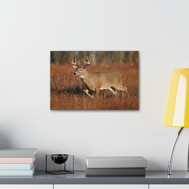 «White Tailed Deer H chasse», impression d'art mural, H 12 po x l 18 po