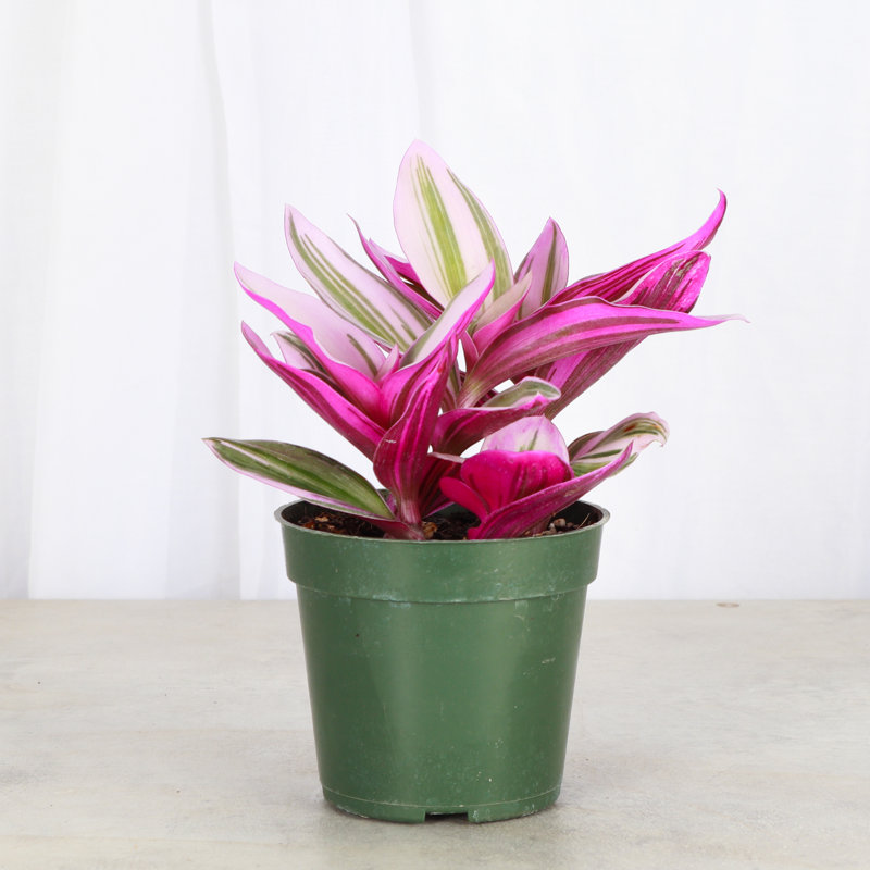 Live Tradescantia Nanouk Plant, Nursery Pot