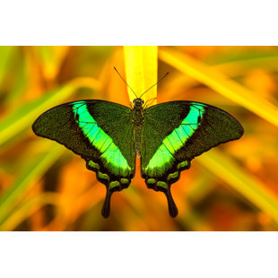 Monarch Butterfly on Flower Photo Photograph Butterfly Poster