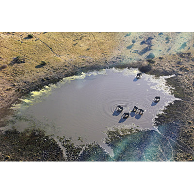 Aeriel View Of Elephants At A Waterhole, Okavango Delta by Sophele - Wrapped Canvas Print