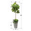 Figuier artificiel 60 po Leiya en pot