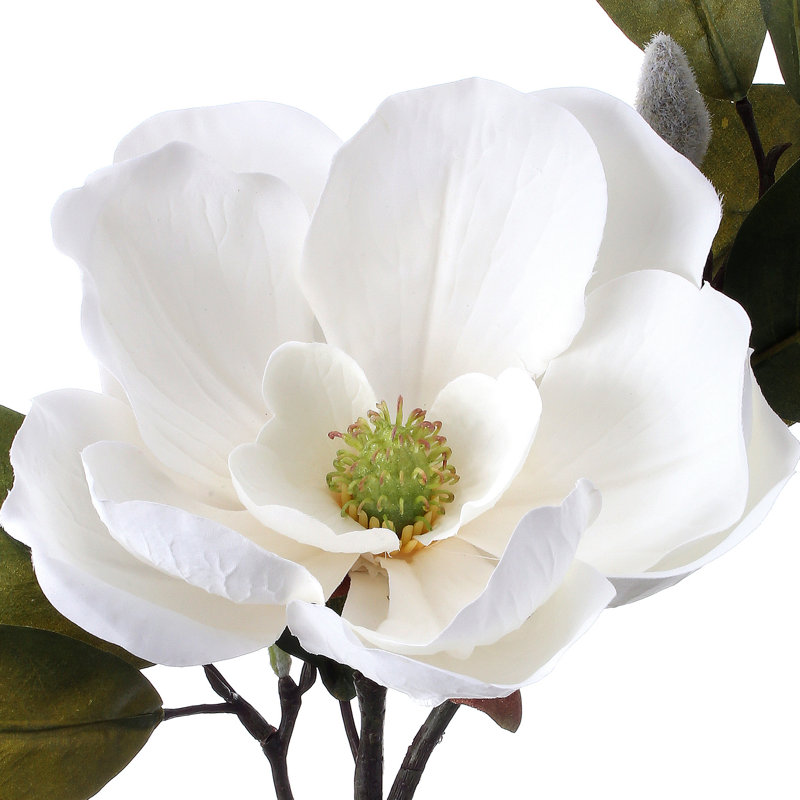 26" Grand Magnolia