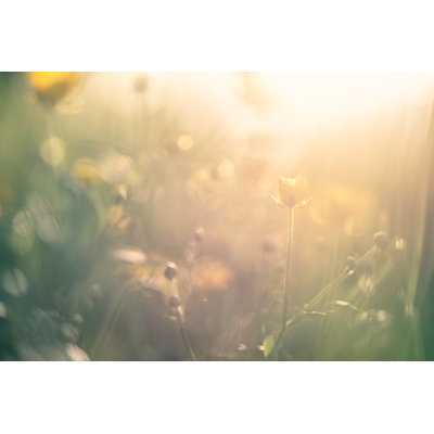 Buttercups in Meadow 1 Piece Wall Art on Canvas