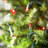50.5' 100-Light String Lights-31889547