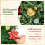 Fir Christmas Tree-135723859