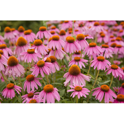 Purple Coneflowers - Wrapped Canvas Print