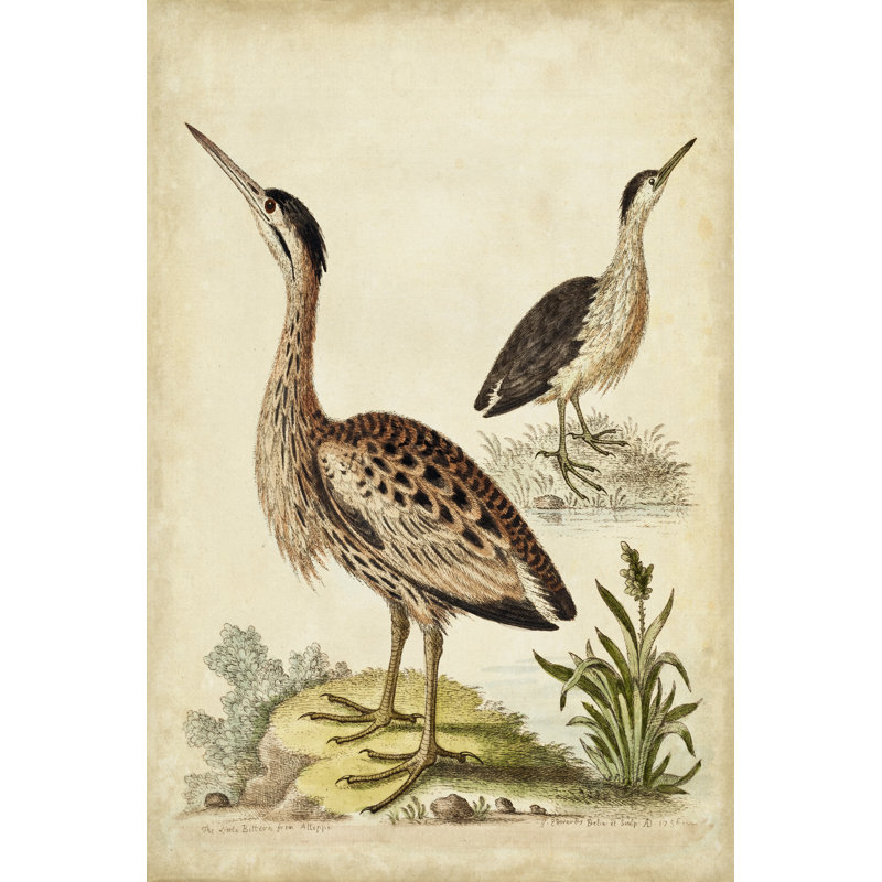 Antique Bird Menagerie III 1 Piece Wrapped Canvas Wall Art, 91cm H x 61cm W x 3.8cm D