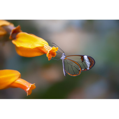 Rushworth Beautiful Glasswing Butterfly 1 Piece Wrapped Canvas Wall Art