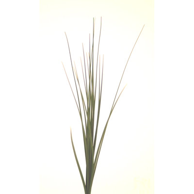 18'' Isolyptus Grass Grass