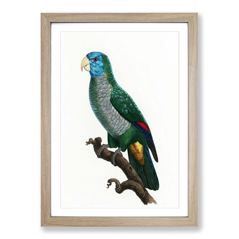 Saint Lucia Smazon Parrot by F. Levaillant - Picture Frame Painting Print, 48cm H x 36cm W x 2cm D, Oak Framed